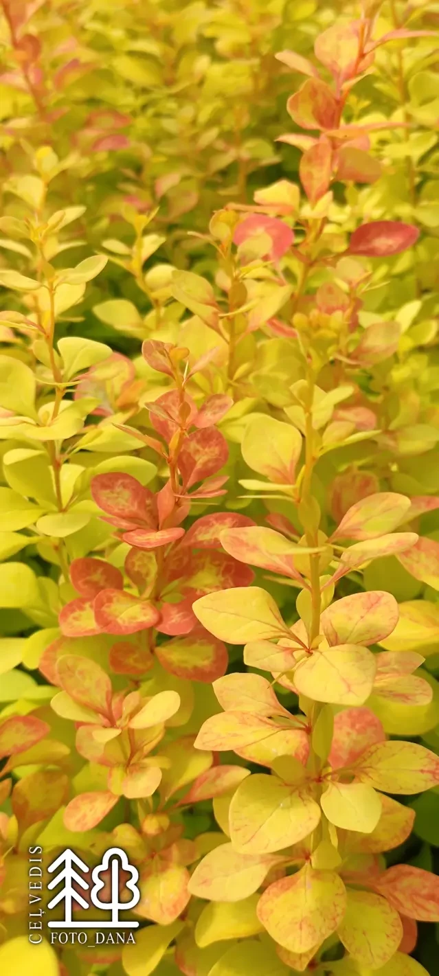Berberis thunbergii   'Maria'